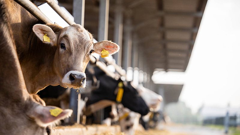 Hållbar djurhållning