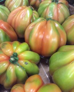 Tomat Oxhjärta Klass 1