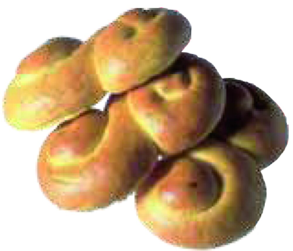 Lussekatt